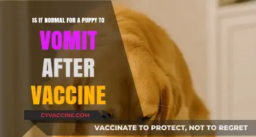 Puppy Vomiting After Vaccination: Normal Reaction or Cause for Concern?