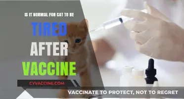 Is Post-Vaccine Fatigue in Cats Normal? What Owners Should Know