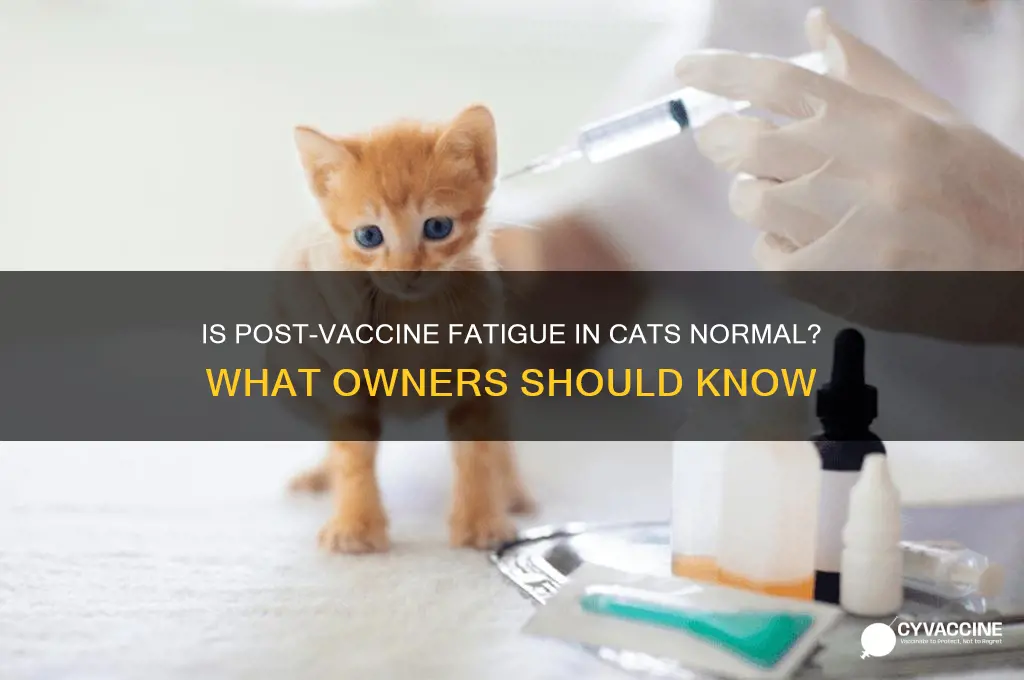 is it normal for cat to be tired after vaccine