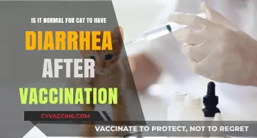 Post-Vaccination Diarrhea in Cats: Common Concern or Cause for Alarm?
