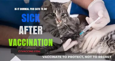 Post-Vaccination Cat Sickness: Common or Concerning?