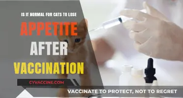 Post-Vaccination Appetite Loss in Cats: Normal or Cause for Concern?