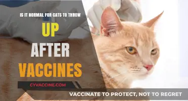 Is Post-Vaccine Vomiting in Cats Normal? What Owners Should Know
