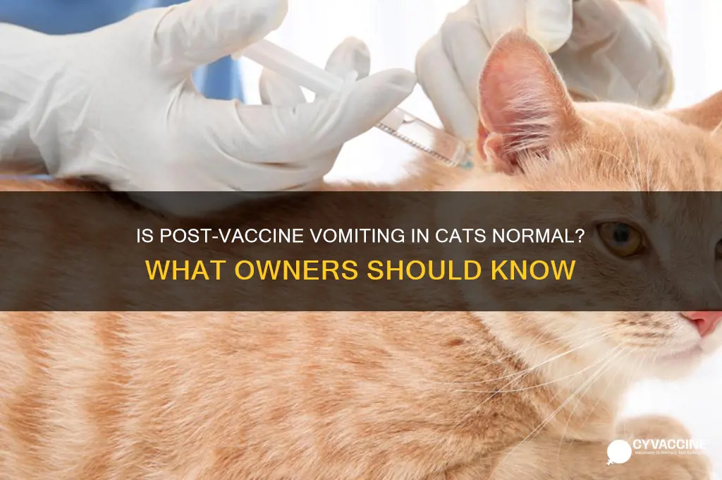 is it normal for cats to throw up after vaccines