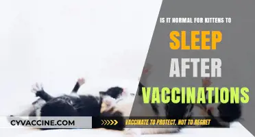 Is It Normal for Kittens to Sleep After Vaccinations?