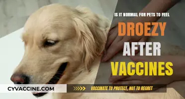 Post-Vaccine Drowsiness in Pets: What's Normal and What's Not?