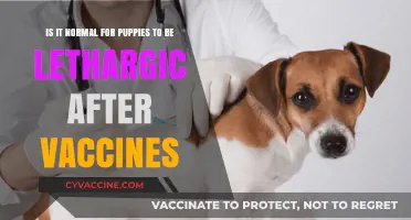 Puppy Lethargy After Vaccines: What's Normal and When to Worry