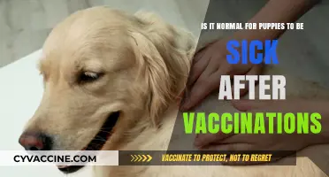 Puppy Vaccination Side Effects: Is Post-Shot Sickness Normal?