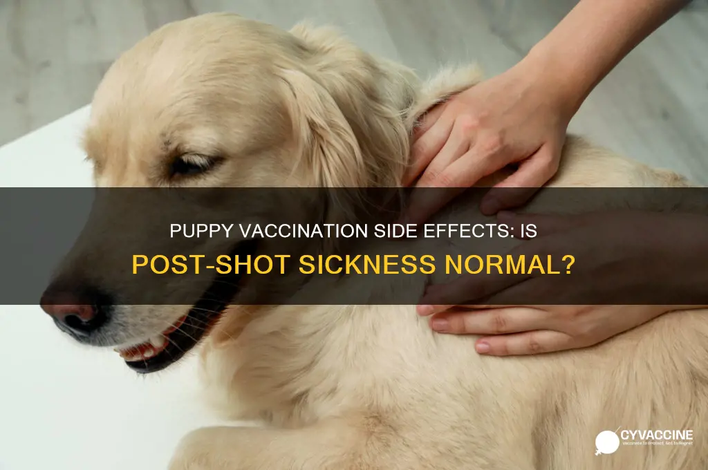 is it normal for puppies to be sick after vaccinations