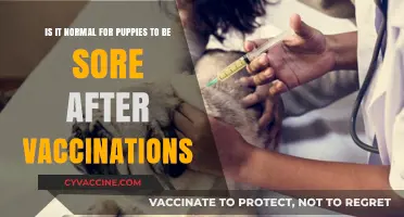 Puppy Vaccination Soreness: What’s Normal and When to Worry
