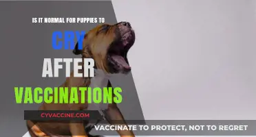 Puppy Crying Post-Vaccination: Understanding Normal Behavior After Shots
