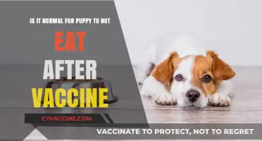 Is It Normal for Puppies to Skip Meals Post-Vaccination?