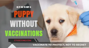 Buying a Puppy Without Vaccinations: Risks and Ethical Considerations