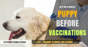 Walking Puppies Before Vaccinations: Risks, Safety Tips, and Expert Advice