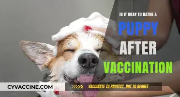 Post-Vaccination Puppy Care: Safe Bathing Tips for Your Furry Friend