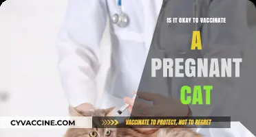 Pregnant Cat Vaccination: Safety, Benefits, and Expert Recommendations