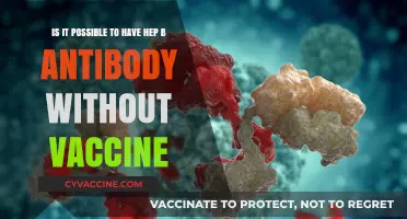 Can You Have Hepatitis B Antibodies Without Vaccination?