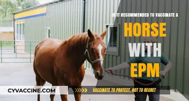 Should You Vaccinate Horses with EPM? Expert Recommendations and Insights