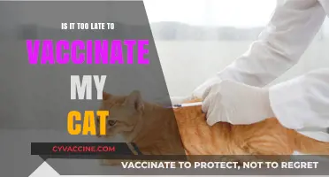 Is It Too Late to Vaccinate My Cat? Expert Advice