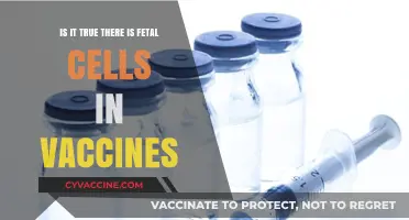 Fetal Cells in Vaccines: Separating Fact from Fiction