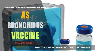 Kennel Cough, Bordetella, and Bronchi-Shield: Understanding the Differences