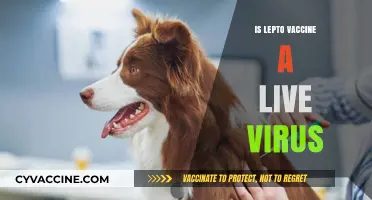 Understanding Lepto Vaccines: Live Virus or Not?