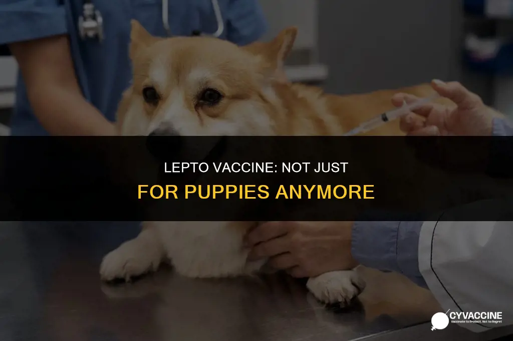 is lepto vaccine only for puppies