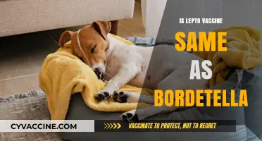 Lepto vs. Bordetella: Understanding the Differences in Vaccines