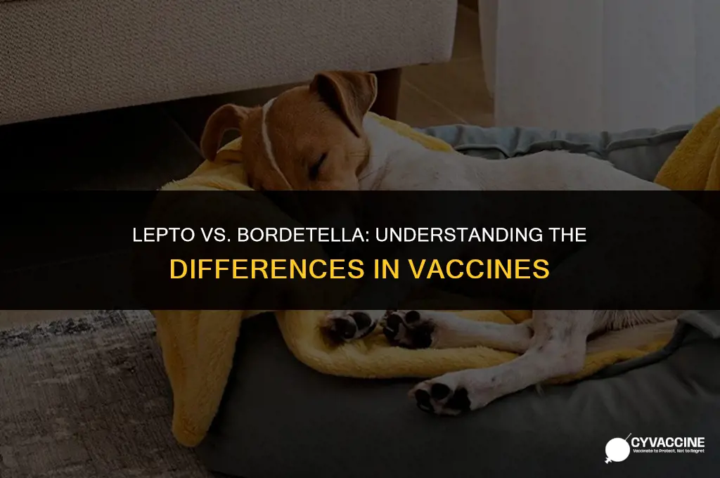 is lepto vaccine same as bordetella