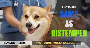 Lepto vs. Distemper: Understanding the Key Differences in Vaccines
