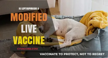 Understanding Leptospirosis Vaccines: Are They Modified Live?