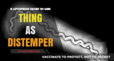 Leptospirosis vs. Distemper Vaccine: Understanding the Key Differences