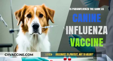 Parainfluenza vs. Canine Influenza Vaccine: Understanding the Key Differences