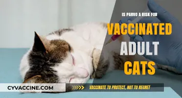 Parvo in Vaccinated Adult Cats: Understanding the Risks and Protection