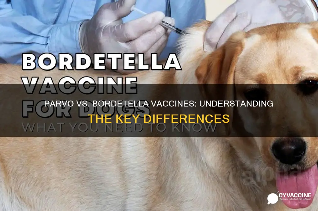 is parvo virus vaccination the same as bordetella