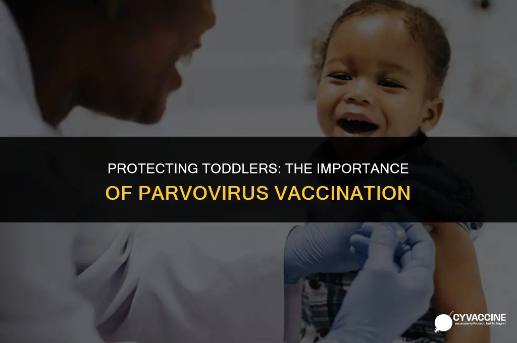is parvovirus a standard toddler vaccination