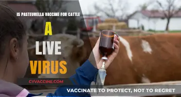 Is Pasteurella Vaccine for Cattle a Live Virus?