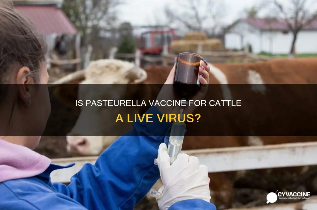 is pasteurella vaccine for cattle a live virus