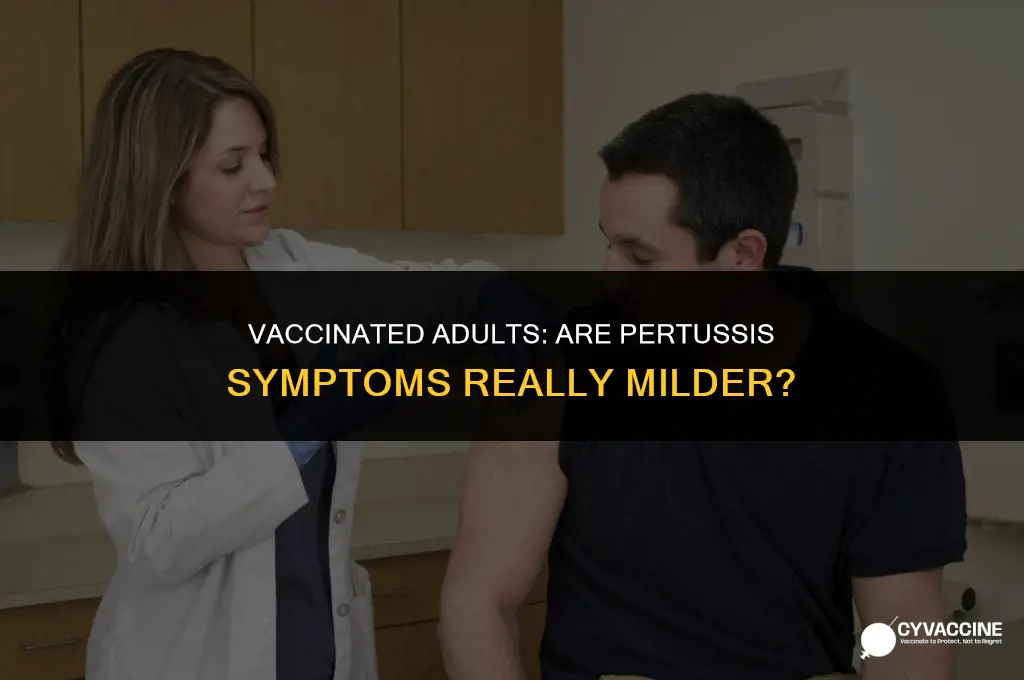is pertussis milder in vaccinated adults