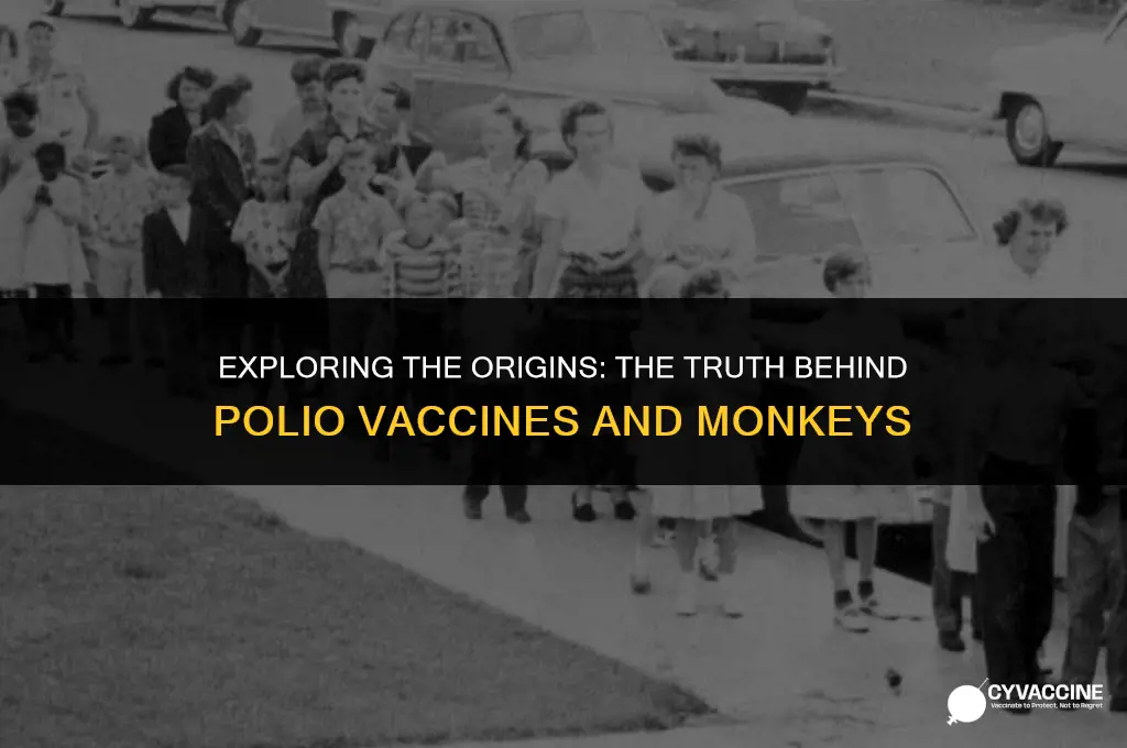 is polio vaccine made from monkeys