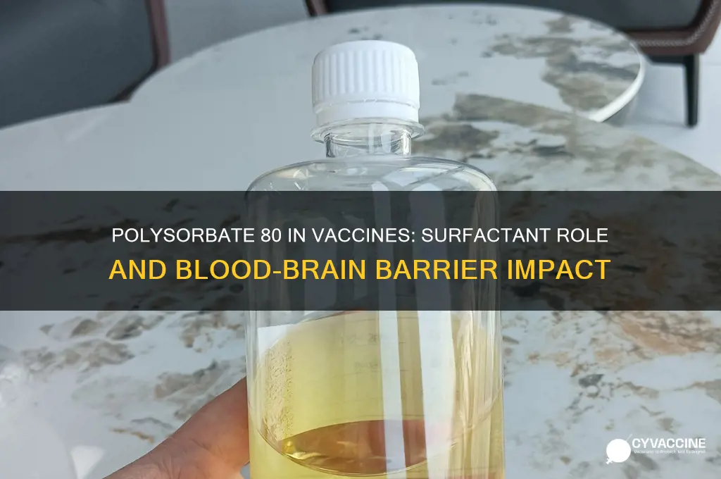 is polysorbate 80 a surfectant vaccines blood brain barrier