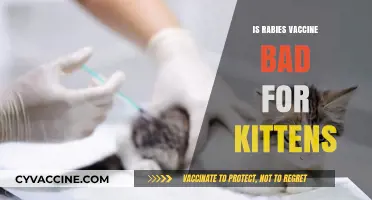 Understanding Rabies Vaccination: Is It Safe for Your Kitten?