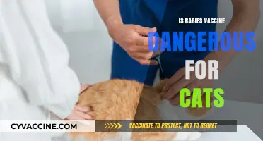 Exploring the Safety of Rabies Vaccines for Feline Friends