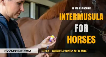 Understanding Rabies Vaccine Administration in Horses: Intramuscular or Not?