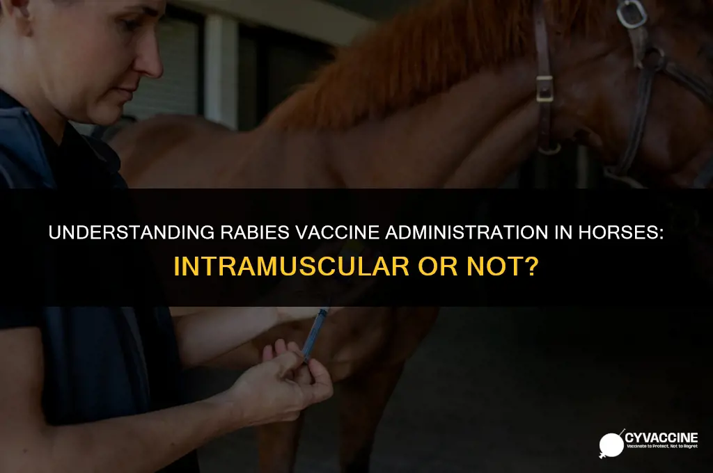is rabies vaccine intermusular for horses