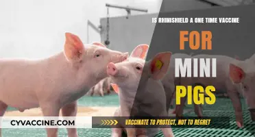 Rhinishield: A One-Time Vaccine Solution for Mini Pigs?