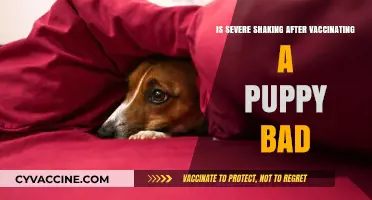 Is Severe Shaking After Puppy Vaccination Normal or Cause for Alarm?