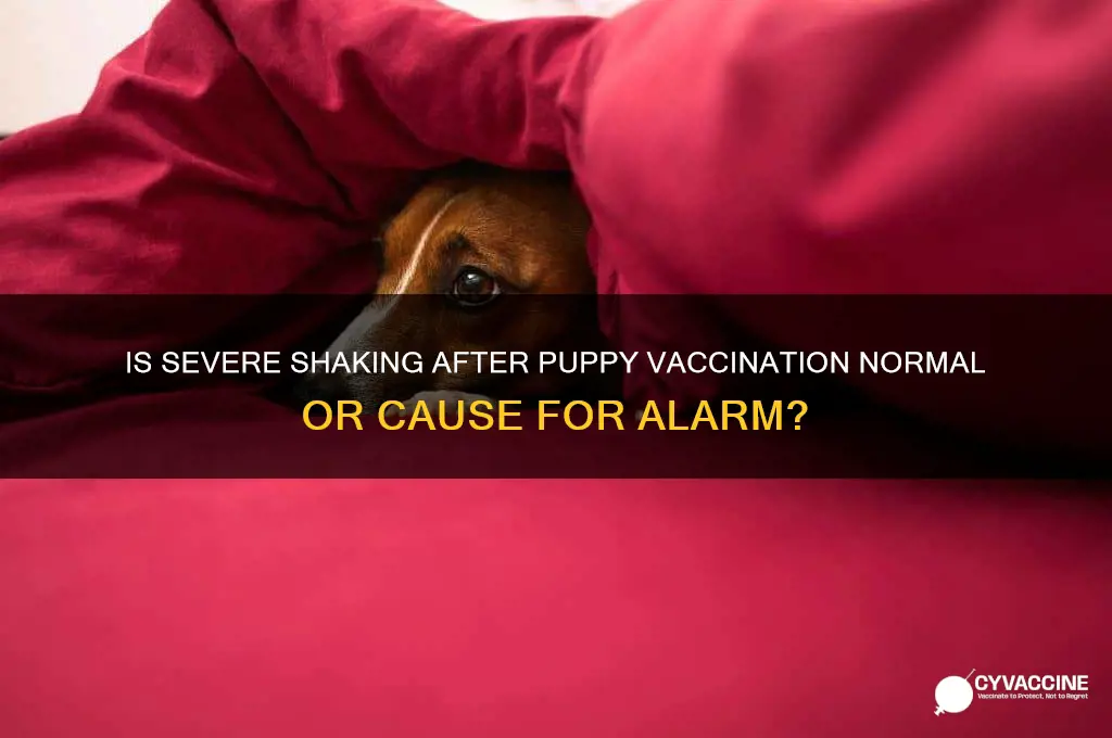 is severe shaking after vaccinating a puppy bad
