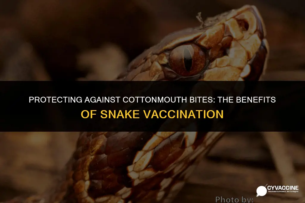 is snake vaccination good for cottonmouth