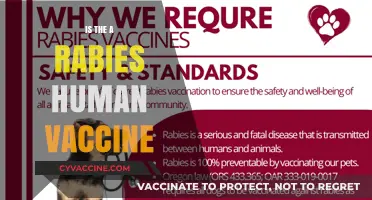 Exploring the Safety and Efficacy of Human Rabies Vaccines